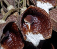 <i>Aristolochia arborea</i> Linden (Aristolochiaceae); distribution: S-Mexico - photo: Wolfgang Stuppy; ©RUB