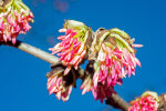 <i>Parrotia persica</i> C.A.Mey. (Hamamelidaceae) - Persian ironwood; distribution: SE-Azerbaidjan to N-Iran - photo: Wolfgang Stuppy; ©RUB