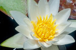 <i>Nymphaea alba</i> L. (Nymphaeaceae) - white waterlily; distribution: Europe to W-Himalaya, N-Africa - photo: Wolfgang Stuppy; ©RUB