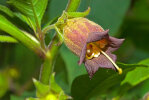 <i>Atropa bella-donna</i> L. (Solanaceae) - deadly nightshade; distribution: Europe, N-Africa, W-Asia (to Iran) - photo: Wolfgang Stuppy; ©RUB