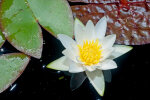 <i>Nymphaea alba</i> L. (Nymphaeaceae) - white waterlily; distribution: Europe to W-Himalaya, N-Africa - photo: Wolfgang Stuppy; ©RUB