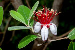 <i>Acca sellowiana</i> (O.Berg) Burret (Myrtaceae) - feijoa, pineapple guava; distribution: South America - photo: Wolfgang Stuppy; ©RUB