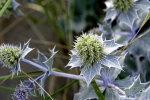 <i>Eryngium maritimum</i> L. (Apiaceae) - sea holly; distribution: Europe to W-Caucasus - photo: Wolfgang Stuppy; ©RUB