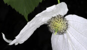 <i>Davidia involucrata</i> (N.E.Br.) Baill. (Nyssaceae) - handkerchief tree; distribution: China - photo: Wolfgang Stuppy; ©RUB