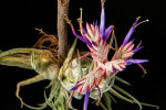 <i>Tillandsia seleriana</i> Mez (Bromeliaceae); distribution: Central America - photo: Wolfgang Stuppy; ©RUB