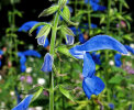 <i>Salvia patens</i> Cav. (Lamiaceae) - gentian sage; distribution: Mexico to Guatemala - photo: Wolfgang Stuppy; ©RUB