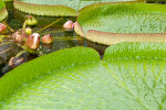 <i>Victoria cruziana</i> Orb. (Nymphaeaceae) - Santa Cruz water lily, water platter; distribution: Rio Paraná area (NE-Argentinia, central-Brazil & Paraguay) - photo: Wolfgang Stuppy; ©RUB