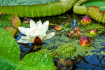 <i>Victoria cruziana</i> Orb. (Nymphaeaceae) - Santa Cruz water lily, water platter; distribution: Rio Paraná area (NE-Argentinia, central-Brazil & Paraguay) - photo: Wolfgang Stuppy; ©RUB