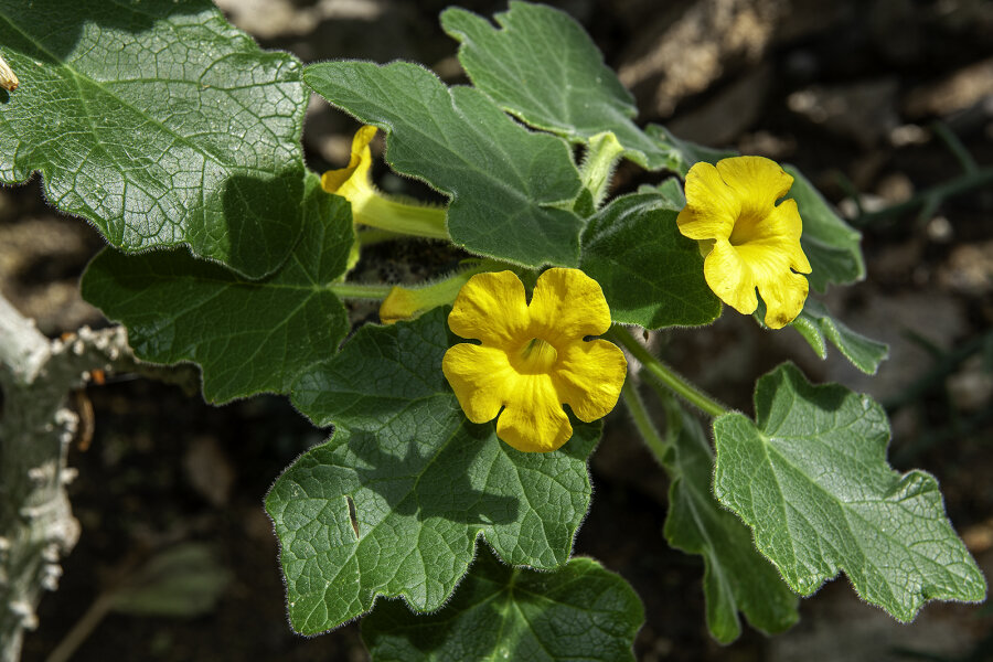 Uncarina roeoesliana