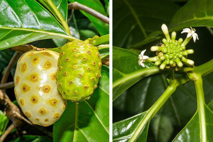 Morinda citrifolia