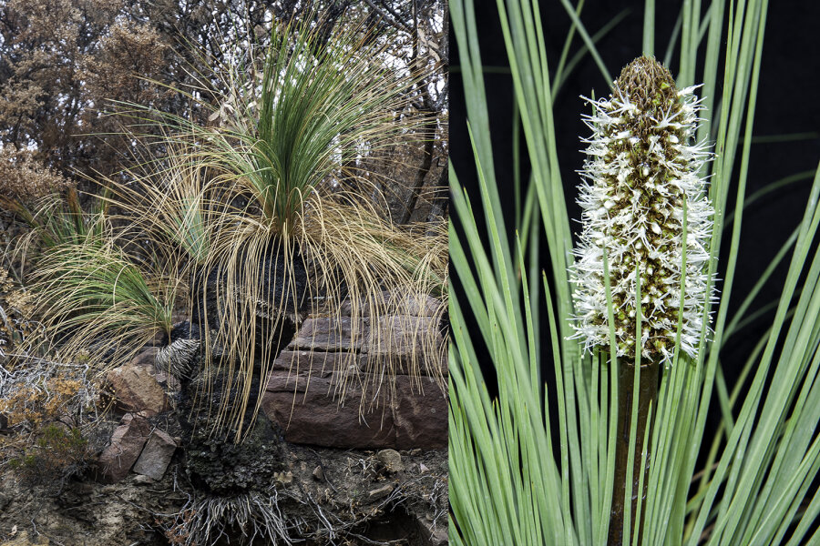 Xanthorrhoea australis