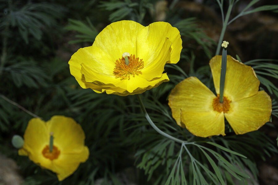 Hunnemannia fumariifolia