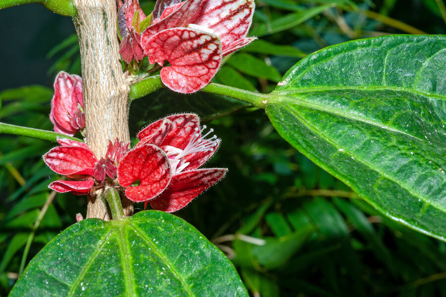 Pavonia strictiflora