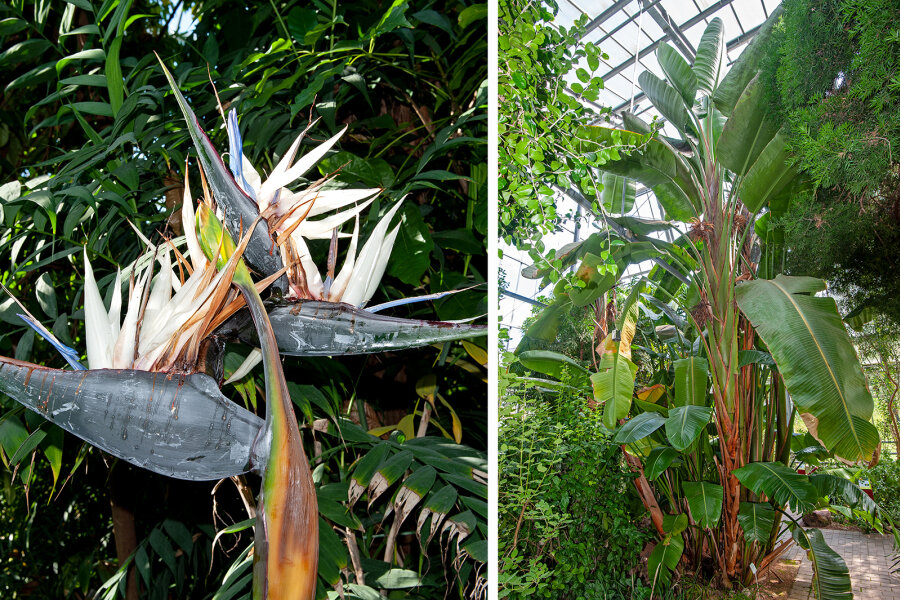 Strelitzia nicolai