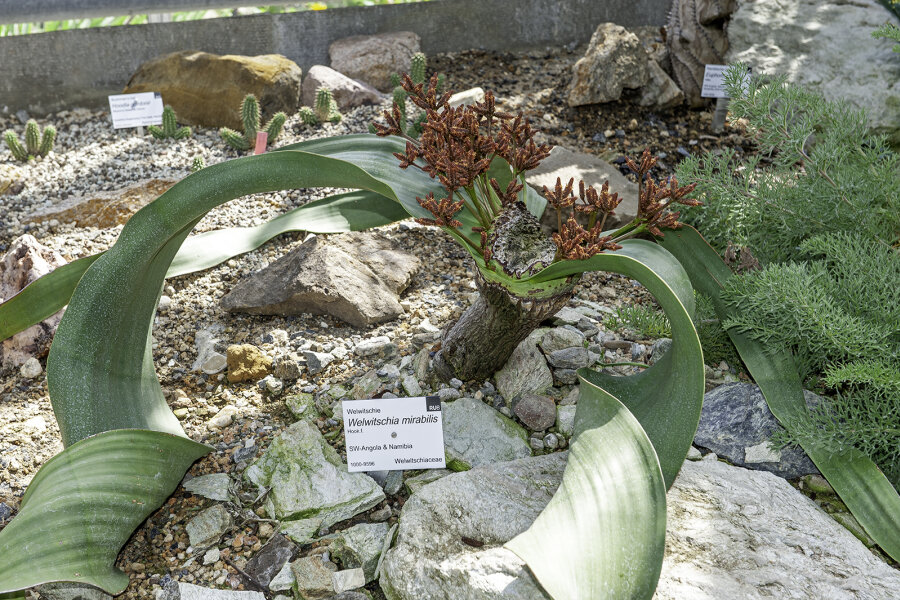 Welwitschia mirabilis