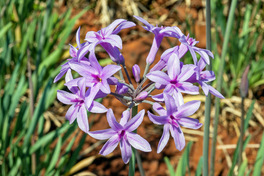 Tulbaghia violacea