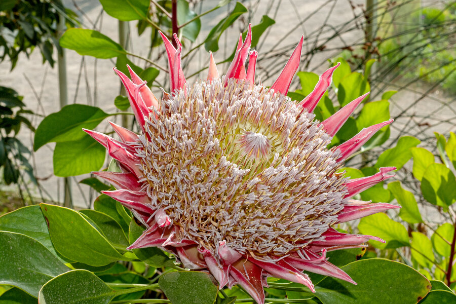 Protea cynaroides