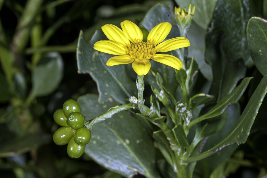 Osteospermum moniliferum