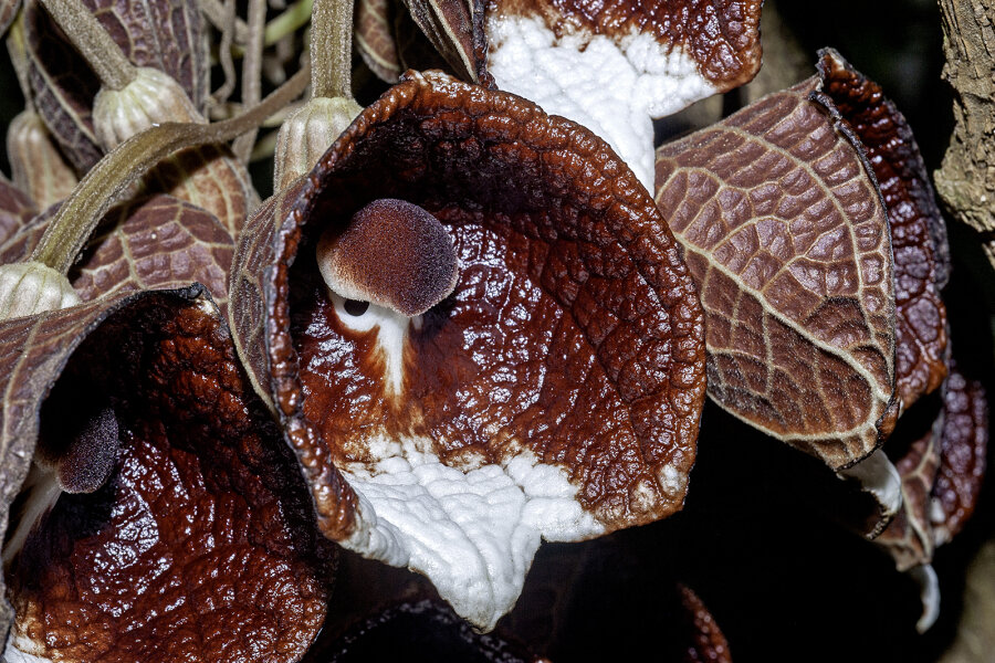 Aristolochia arborea