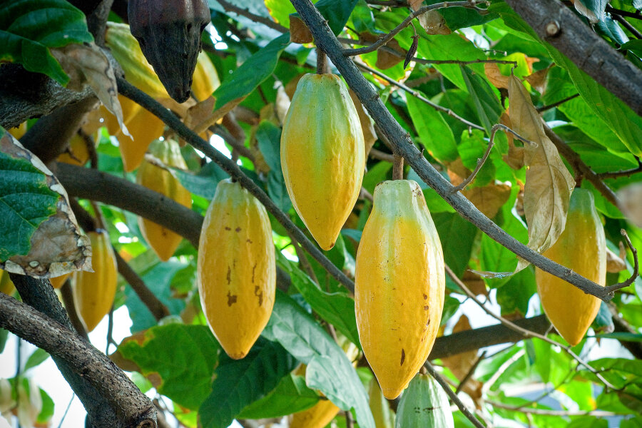 Cocoa fruits