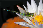 <i>Aeshna cyanea</i> (Müller) (Aeshnidae - hawkers) - southern hawker, blue hawker; distribution: Europe - photo: Klaus Dieter Kaufmann