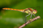 <i>Sympetrum sanguineum</i> (O.F. Müller) (Libellulidae - skimmers or perchers) - ruddy darter; distribution: Central Europe - photo: Klaus Dieter Kaufmann