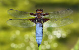 <i>Libellula depressa</i> L. (Libellulidae - skimmers or perchers) - broad-bodied chaser; distribution: Europe - photo: Klaus Dieter Kaufmann