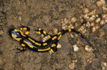 <i>Salamandra salamandra</i> (L.) (Salamandridae - true salamanders) - fire salamander; distribution: Europe - photo: Klaus Dieter Kaufmann