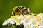 <i>Trichius fasciatus</i> (L.) (Scarabaeidae - scarab beetles) - Eurasian bee beetle; distribution: Eurasia - photo: Klaus Dieter Kaufmann