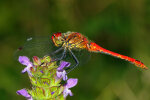 <i>Sympetrum striolatum</i> (Charpentier) (Libellulidae - skimmers or perchers) - common darter; distribution: Central Europe - photo: Klaus Dieter Kaufmann