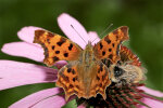 Polygonia c-album (L.) (Nymphalidae - brush-footed butterflies) - comma; distribution: Eurasia - photo: Klaus Dieter Kaufmann