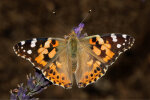 <i>Vanessa cardui</i> (L.) (Nymphalidae - brush-footed butterflies) - painted lady; distribution: Europe, N-Africa, Asia, N-America & Australia - photo: Klaus Dieter Kaufmann