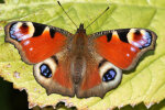 <i>Aglais io</i> (L.) (Nymphalidae - brush-footed butterflies) - European peacock, peacock butterfly: distribution: Eurasia - photo: Klaus Dieter Kaufmann