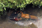 <i>Pacifastacus leniusculus</i> (Dana) (Astacidae - freshwater crayfish) - signal crayfish; distribution: originally from W-North Aamerica (USA & Kanada), in the meantime introduced and invasive almost all over Europe - photo: Klaus Dieter Kaufmann