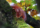 <i>Sciurus vulgaris</i> L. (Sciuridae - Hörnchen) - Eurasian red squirrel; distribution: Europe & N-Asia - photo: Klaus Dieter Kaufmann