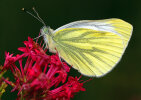 green-veined white (<i>Pieris napi</i>); photo: K.D. Kaufmann