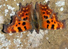 Polygonia c-album (L.) (Nymphalidae - brush-footed butterflies) - comma; distribution: Eurasia - photo: Klaus Dieter Kaufmann