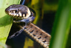 <i>Natrix natrix</i> (L.) (Colubridae - Nattern) - grass snake; distribution: Eurasien - photo: Klaus Dieter Kaufmann