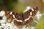 <i>Araschnia levana</i> (L.) (Nymphalidae - brush-footed butterflies) - map; distribution: Eurasia - photo: Klaus Dieter Kaufmann