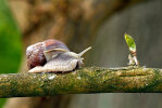 <i>Helix pomatia</i> L. (Stylommatophora - air-breathing land snails and slugs) - Roman snail; distribution: Europe - photo: Klaus Dieter Kaufmann