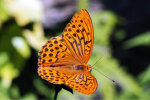 silver-washed fritillary (<i>Argynnis paphia</i>); photo: K.D. Kaufmann