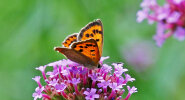 Lycaena phlaeas (L.) (Lycaenidae - gossamer-winged butterflies) - small copper; distribution: northern hemisphere - photo: Klaus Dieter Kaufmann