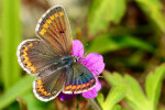 brown argus (<i>Aricia agestis</i>); photo: K.D. Kaufmann