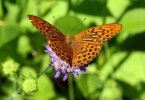 <i>Argynnis paphia</i> (L.) (Nymphalidae - brush-footed butterflies) - silver-washed fritillary; distribution: Europe, Asia, N-Africa - photo: Klaus Dieter Kaufmann