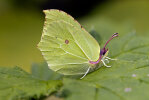 <i>Gonepteryx rhamni</i> (L.) (Pieridae) - common brimstone; distribution: Eurasia & N-Africa - photo: Klaus Dieter Kaufmann