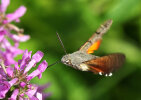  hummingbird hawk-moth (<i>Macroglossum stellatarum</i>); photo: K.D. Kaufmann