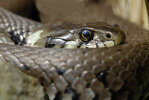 <i>Natrix natrix</i> (L.) (Colubridae - Nattern) - grass snake; distribution: Eurasien - photo: Klaus Dieter Kaufmann