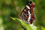 <i>Araschnia levana</i> (L.) (Nymphalidae - brush-footed butterflies) - map; distribution: Eurasia - photo: Klaus Dieter Kaufmann