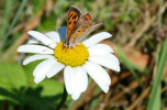 small copper (<i>Lycaena phlaeas</i>); photo: G. Dyker