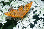 silver-washed fritillary (<i>Argynnis paphia</i>) on giant hogweed (<i>Heracleum mantegazzianum</i>, Apiaceae); photo: W. Stuppy